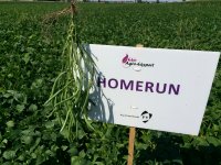HOMERUN