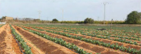 Southern Vegetable Plants