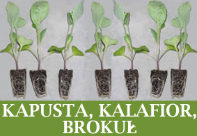 KAPUSTA KALAFIOR BROKUL menu