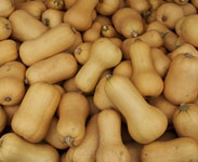 Early Butternut dynia pizmowa