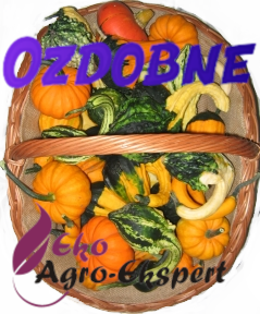 Dynie ozdobne