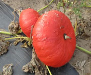 Rouge vif dEtampes