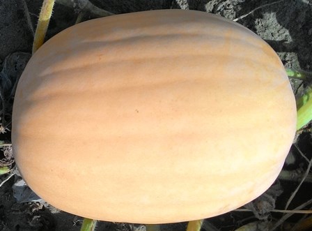Sultana1 mm