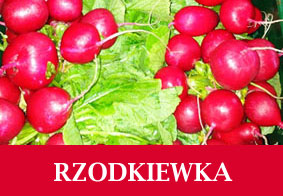 Rzodkiewka menu