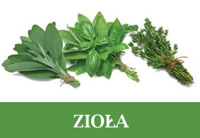 Ziola menu
