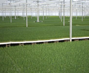 agro ekspert