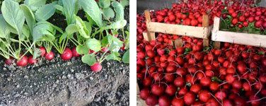 rzodkiewka agro ekspert
